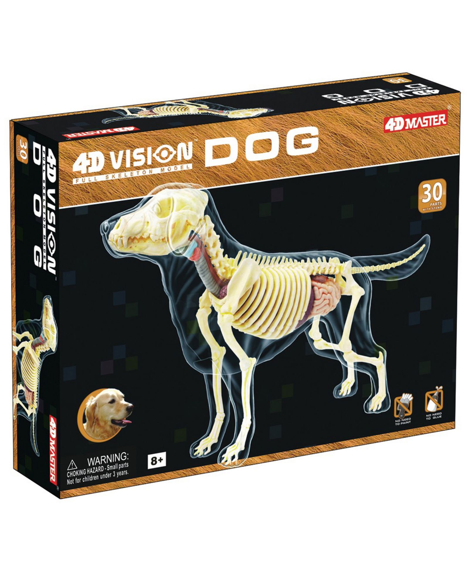 4D Master 4D Vision полноскелетная модель собаки