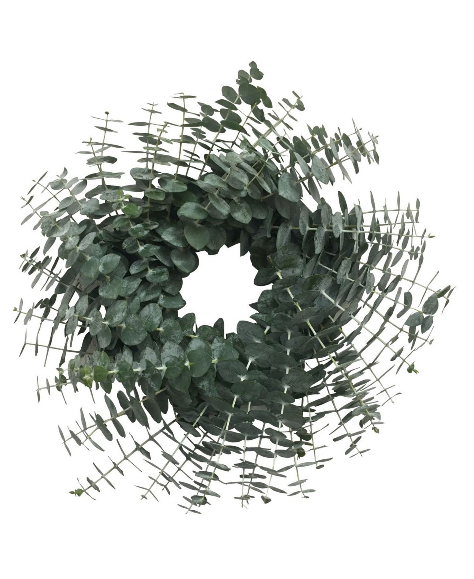 Венок GreenishBlu Fresh Eucalyptus, 20"