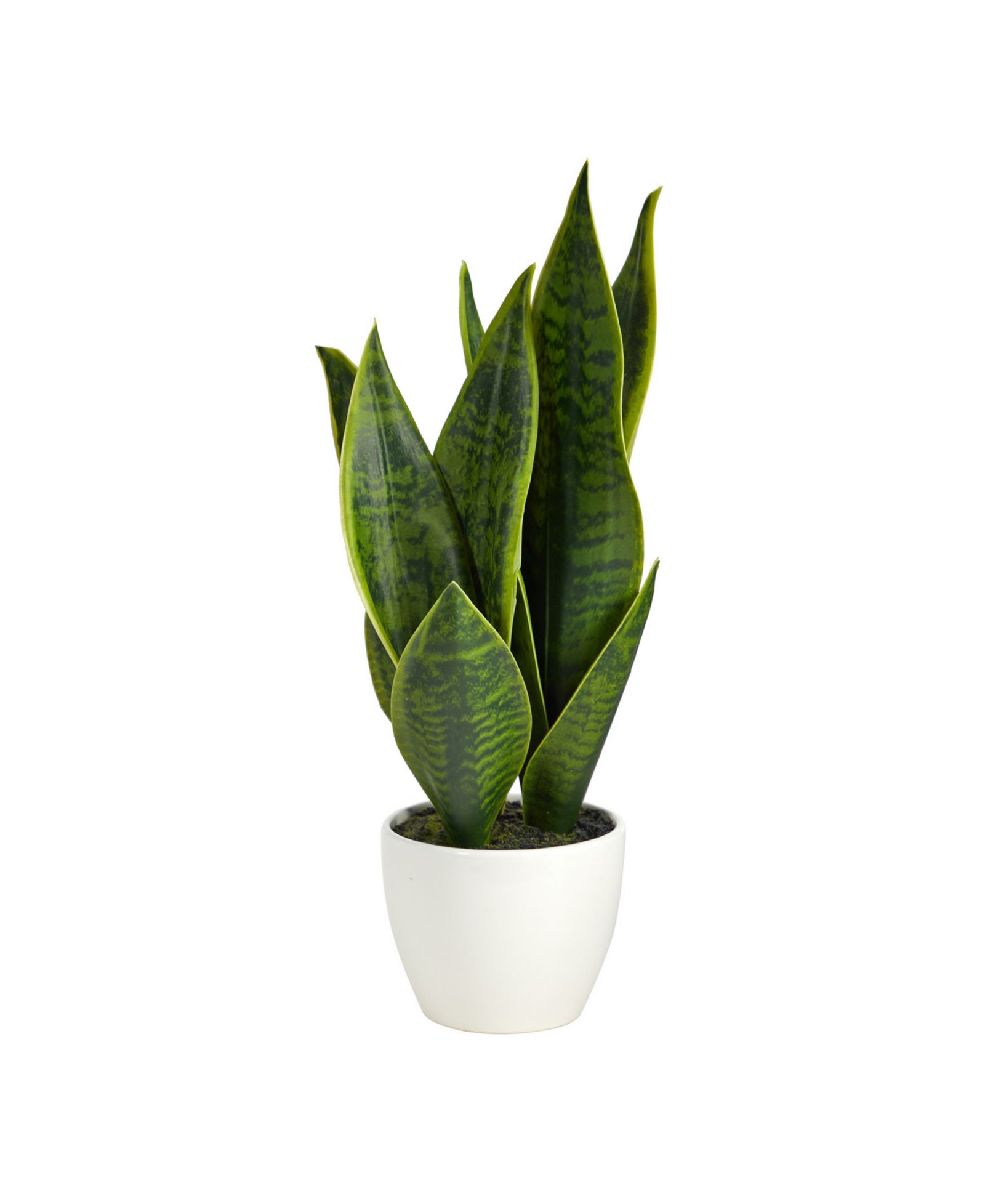 Искусственное растение Sansevieria, 16"