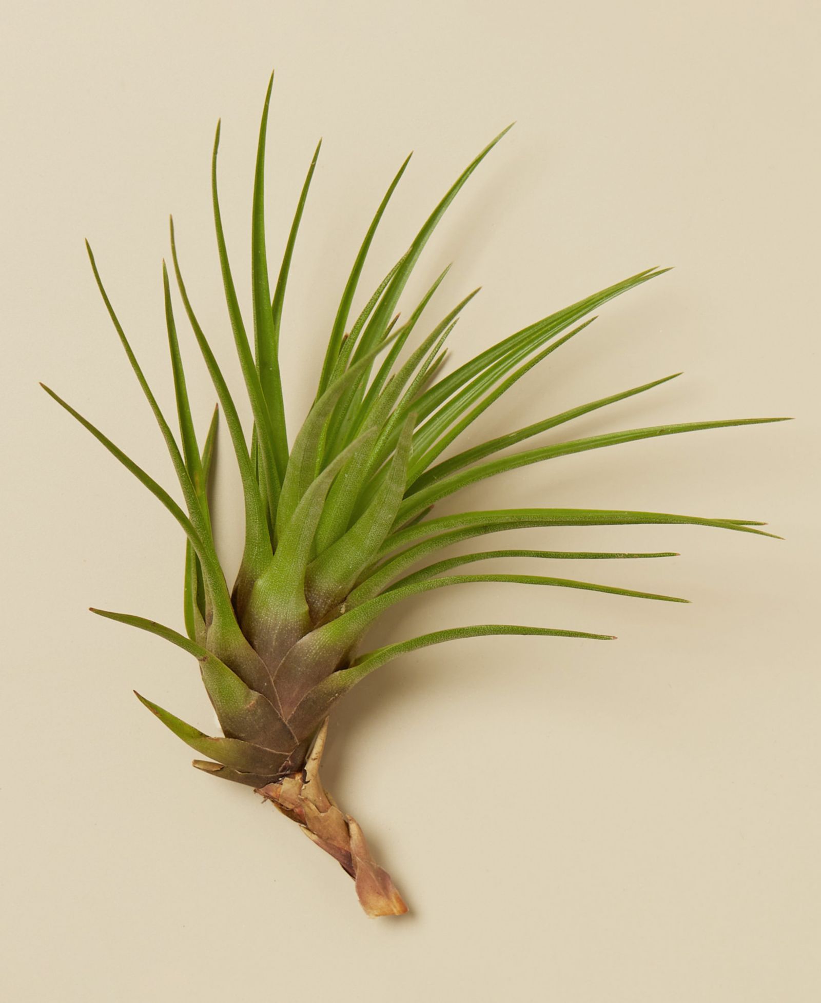 Набор живых растений Tillandsia Tricolor, 3 шт.