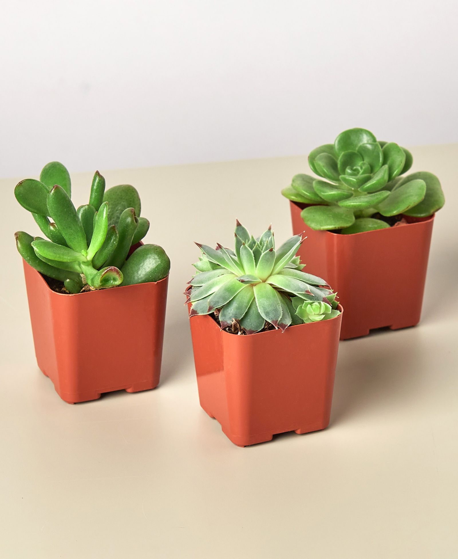 Набор живых растений House Plant Shop Succulent Variety, 3 шт