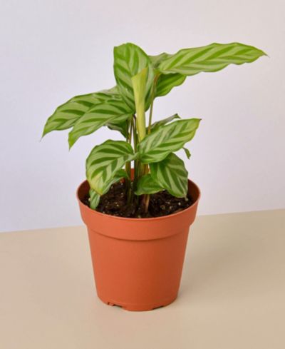 Calathea Concinna 'Freddie' живое растение в горшке 4"