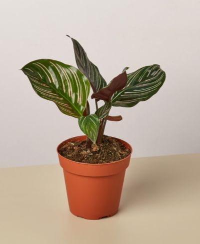 Calathea 'Ornata' живое растение, горшок 4"
