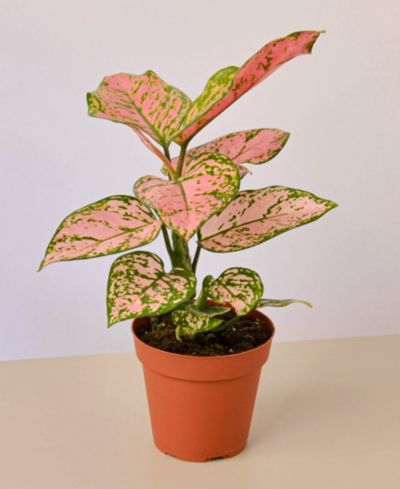 Живое растение Chinese Evergreen Lady Valentine, горшок 4"