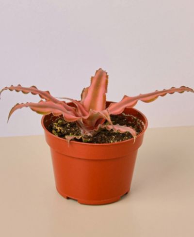 Cryptanthus 'Pink Star' Живое растение, горшок 4"