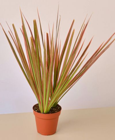 House Plant Shop комнатное растение Dracaena 'Colorama', горшок 4"