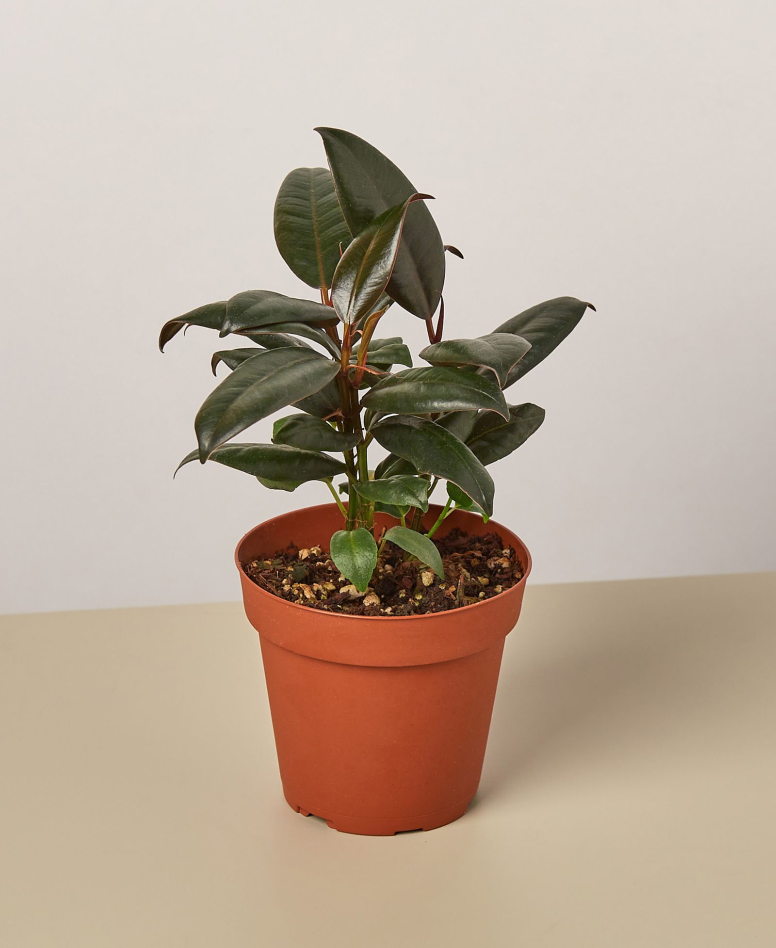 Ficus Elastica 'Burgundy' Live Plant, 4" Pot