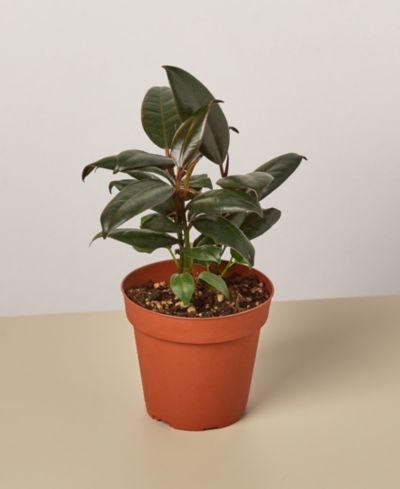 Ficus Elastica 'Burgundy' живое растение, горшок 4"