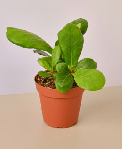Ficus Lyrata (Фикус Лирата) живое растение в горшке 4"