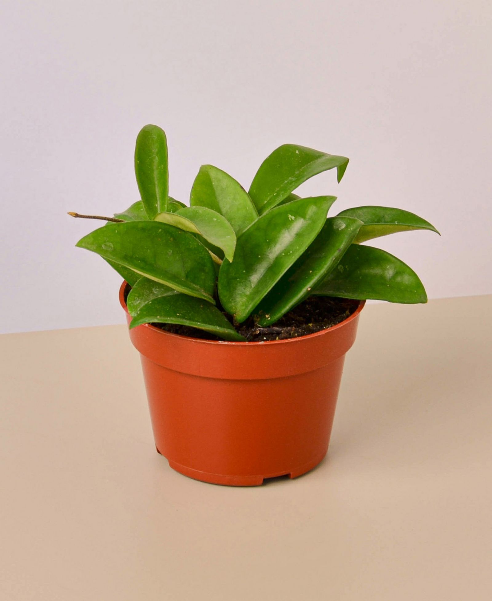 Живое растение Hoya Carnosa, горшок 4"