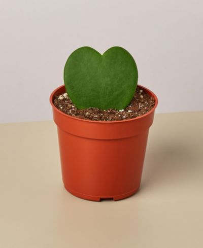 Живое растение Hoya Sweetheart, горшок 4"