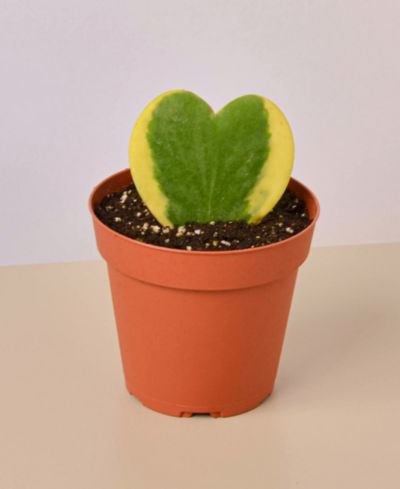 Живое растение Hoya Sweetheart Variegated в горшке 4"