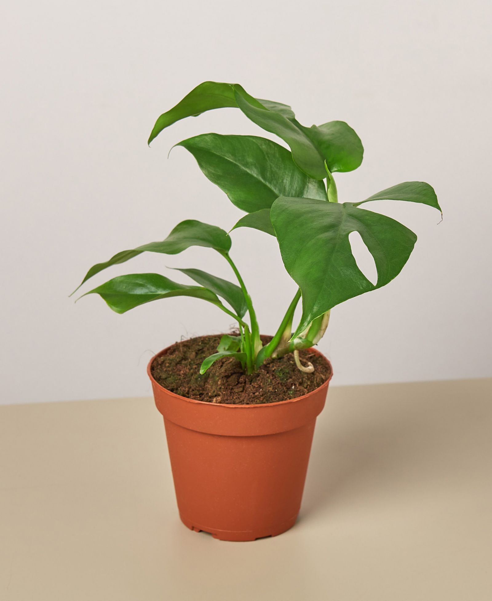 Комнатное растение Philodendron Mini Monstera Minima в горшке 4"