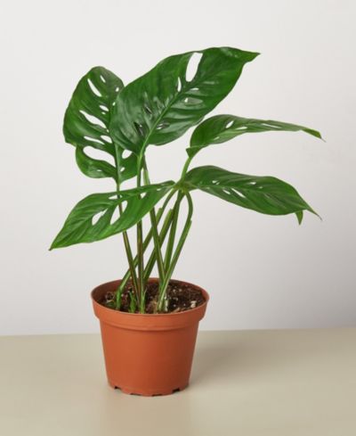 Растение Monstera Adansonii Swiss Cheese, горшок 4"