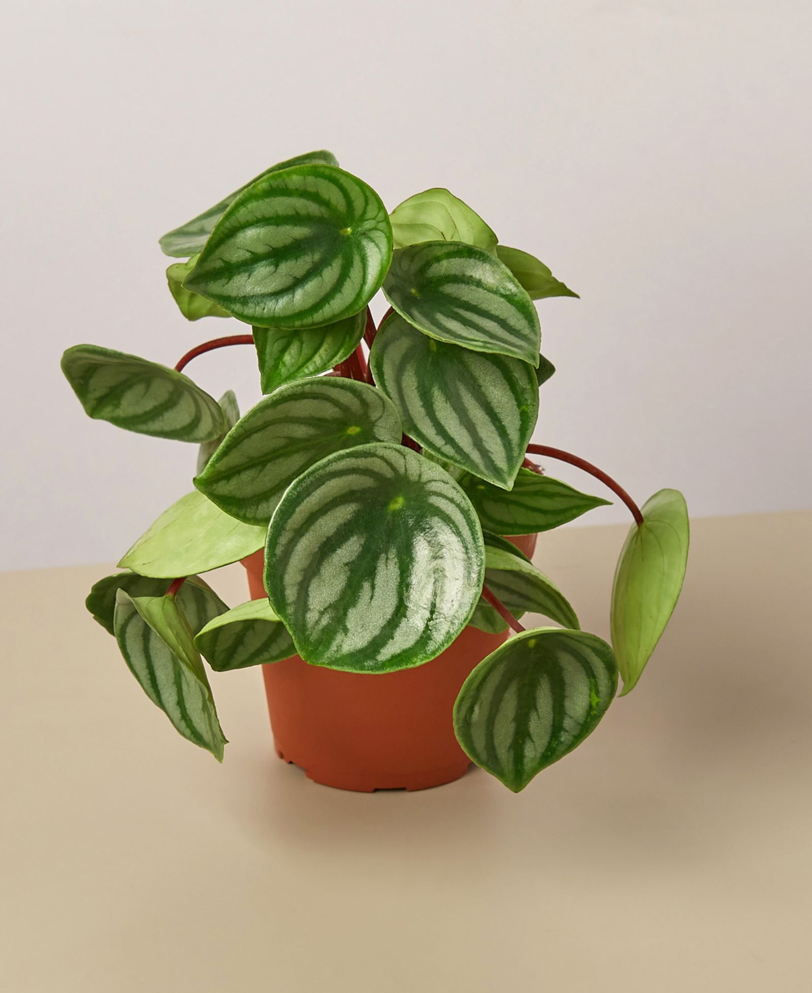 Живое растение Peperomia Watermelon, горшок 4"