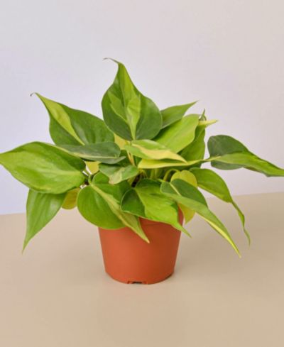Живое растение Philodendron Brasil, горшок 4"
