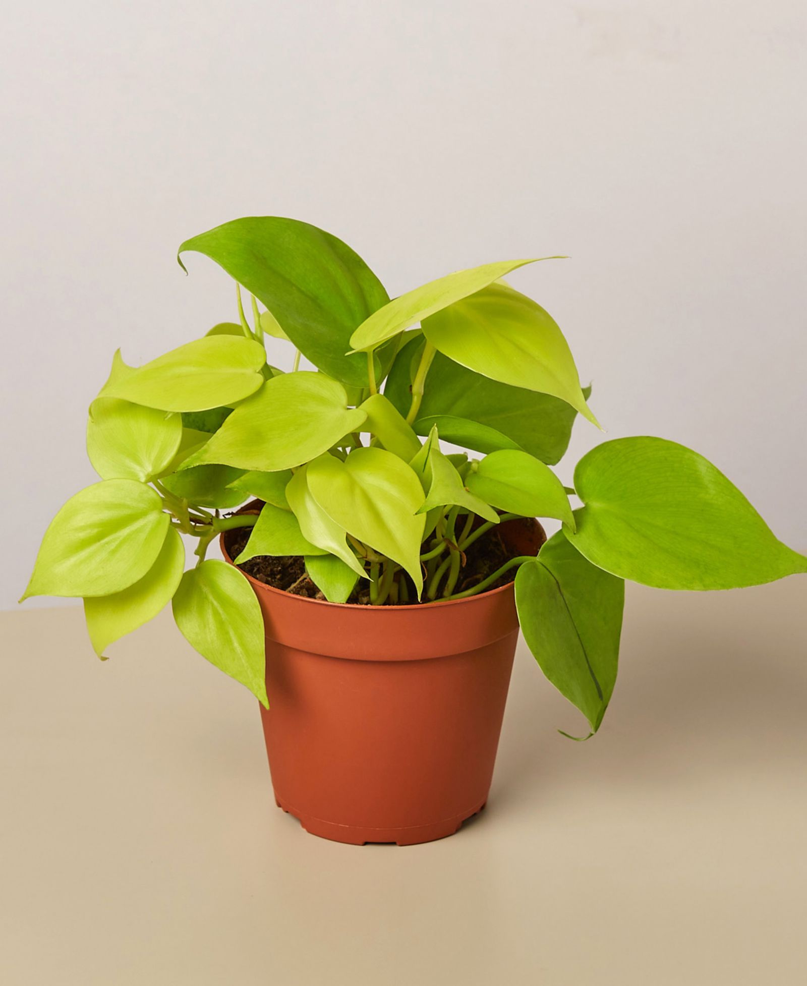 Philodendron 'Neon' живое растение, горшок 4"