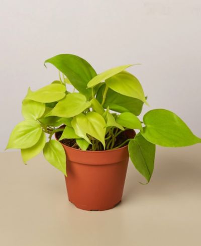 Philodendron 'Neon' живое растение, горшок 4"