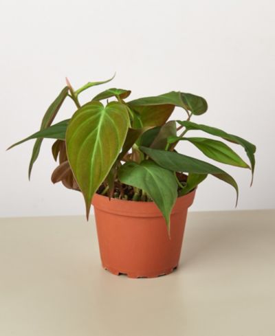 Живое растение Philodendron 'Velvet', горшок 4"