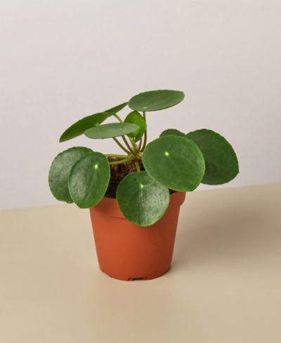Живое растение Pilea Peperomioides 'Chinese Money', горшок 4"