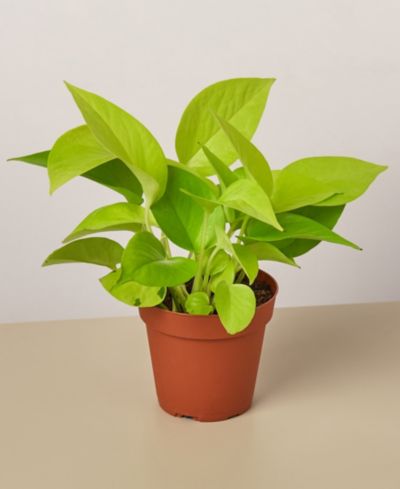 Живое растение Pothos 'Neon', горшок 4"