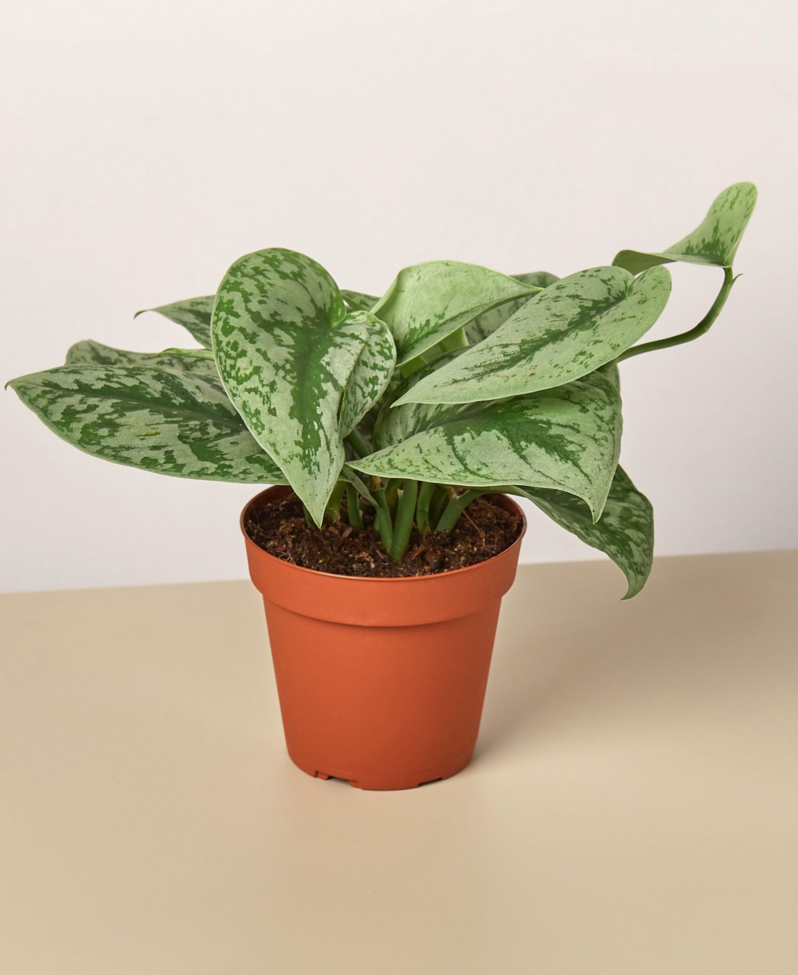 Живое растение Pothos 'Silver Splash', горшок 4"