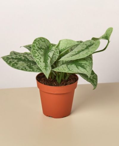 Живое растение Pothos 'Silver Splash', горшок 4"