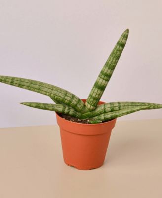 Живое растение Сансевиерия Starfish, горшок 4"