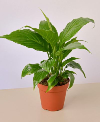Spathiphyllum 'Peace Lily' живое растение, горшок 4"