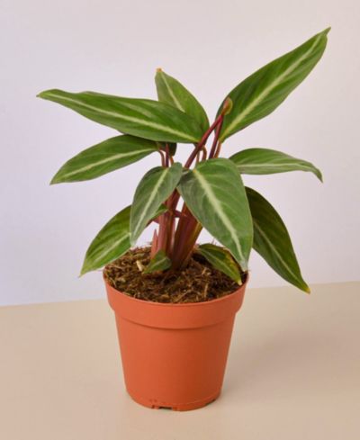 Живое растение Stromanthe Sanguinea, горшок 4"