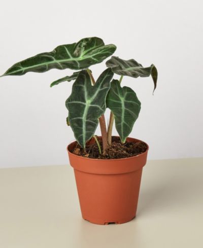 Живое растение Alocasia Polly 'African Mask', горшок 4"