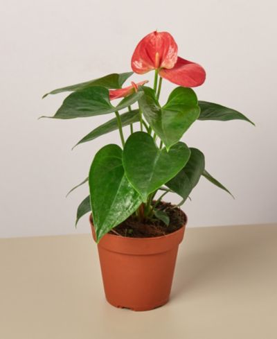 Живое растение Anthurium Pink, горшок 4"