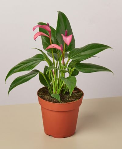 Живое растение Anthurium Purple, горшок 4"