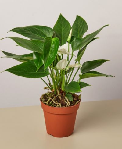 Живое растение Anthurium White, 4" Pot