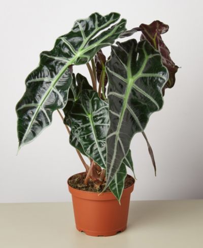 Комнатное растение Alocasia Polly 'African Mask' в горшке 6"