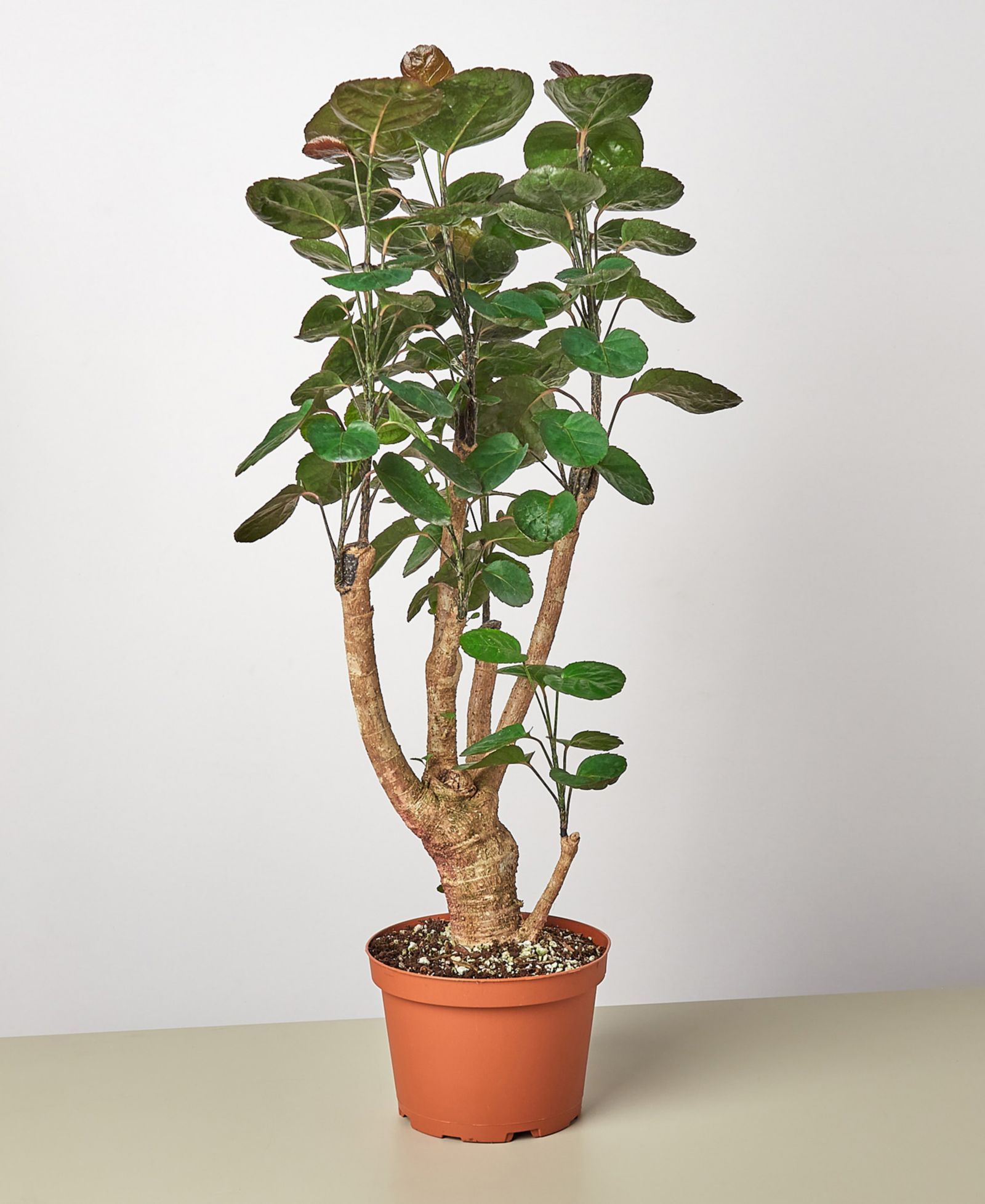 Живое растение Aralia Fabian Stump 'Polyscias Scutellaria', горшок 6"