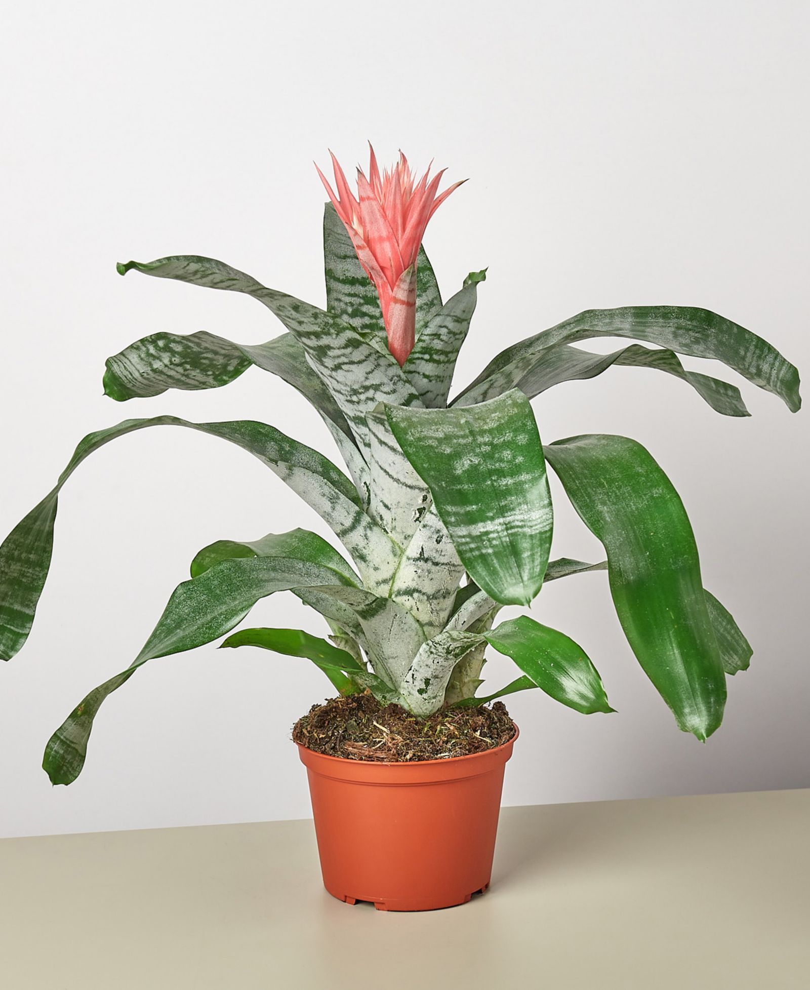 Bromeliad 'Silvervase' Live Plant, 6" Pot