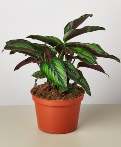 Живое растение Calathea 'Beauty Star', горшок 6"