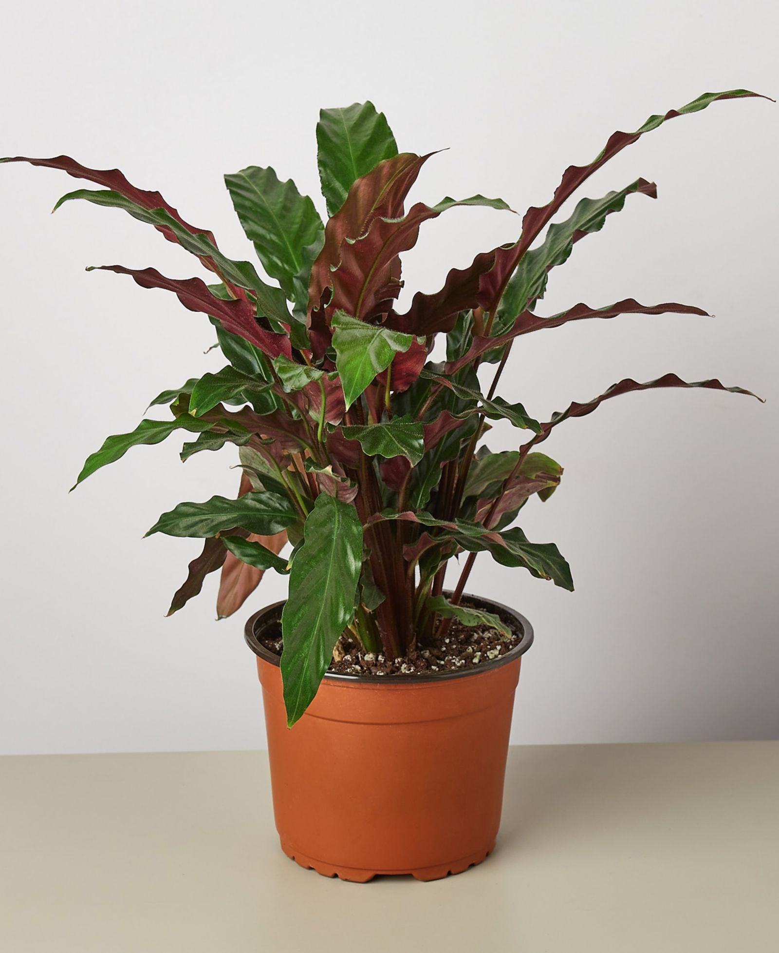 Живое растение Calathea Rufibarba 'Furry Feather', горшок 6"