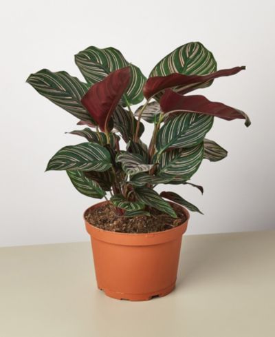 Живое растение Calathea 'Ornata', горшок 6"