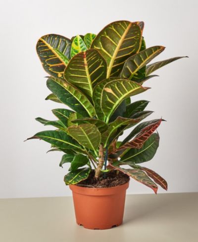 Комнатное растение Croton Petra 'Joseph's Coat', горшок 6"
