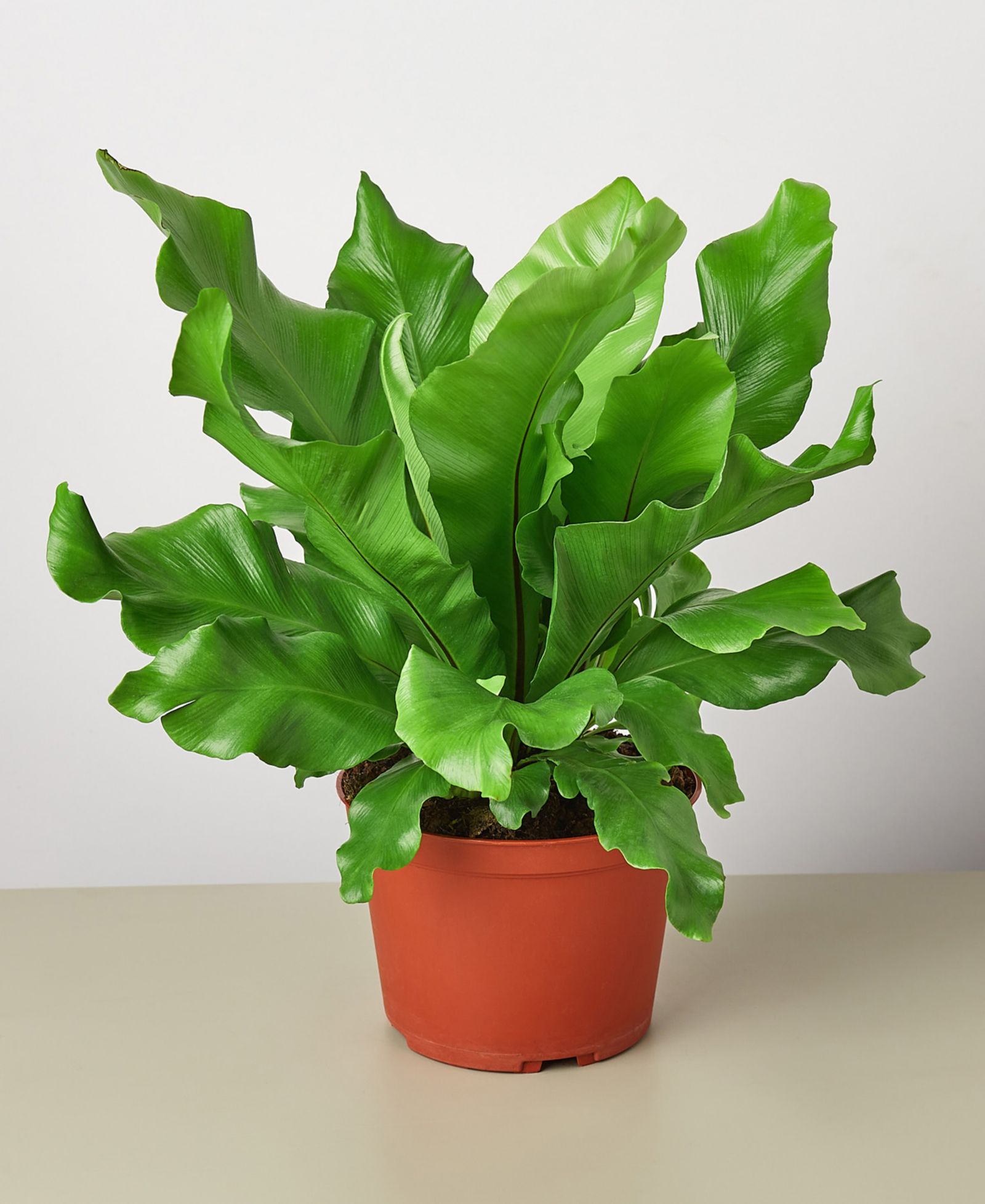 Bird's Nest 'Nidus' Fern Live Plant, 6" Pot