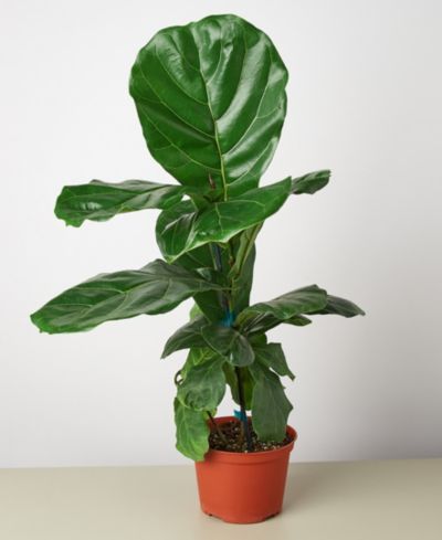 Живое растение Ficus Lyrata Fiddle Leaf Fig, горшок 6"