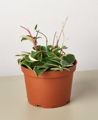 Живое растение Hoya Carnosa Tricolor, горшок 6"