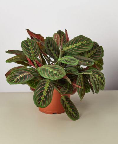 Живое растение Maranta Red Prayer 'Herringbone', горшок 6"