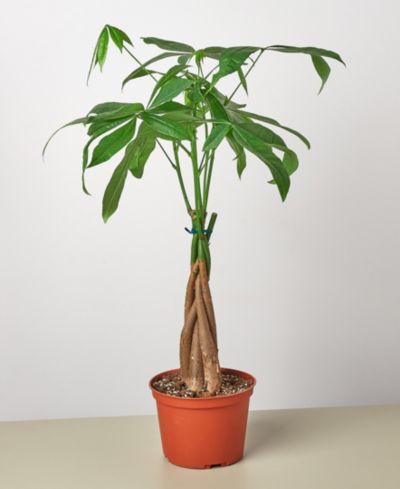 Money Tree Pachira Braid живое растение в горшке 6"