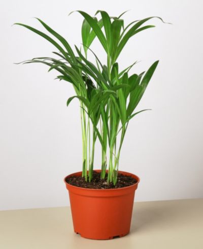 Живое растение Areca Palm в горшке 6"