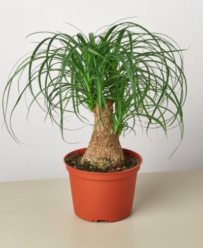 Живое растение Palm 'Ponytail', 6" Pot