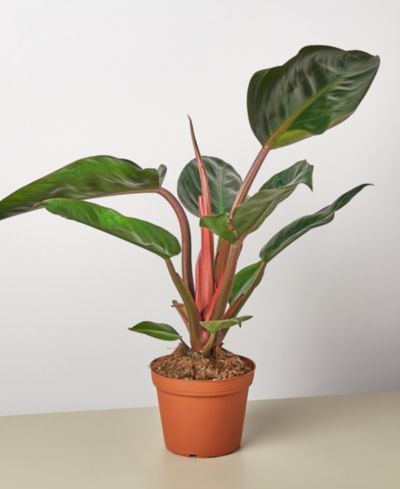 Комнатное растение Philodendron 'Congo Rojo' в горшке 6"