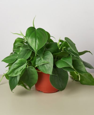 Живое растение Philodendron Cordatum Heartleaf, горшок 6"